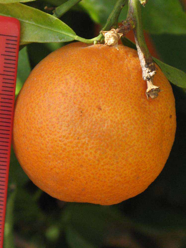            Fruit (Riverside, CA)   